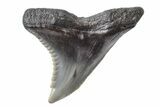 Serrated, Fossil Shark (Hemipristis) Tooth #170430-1